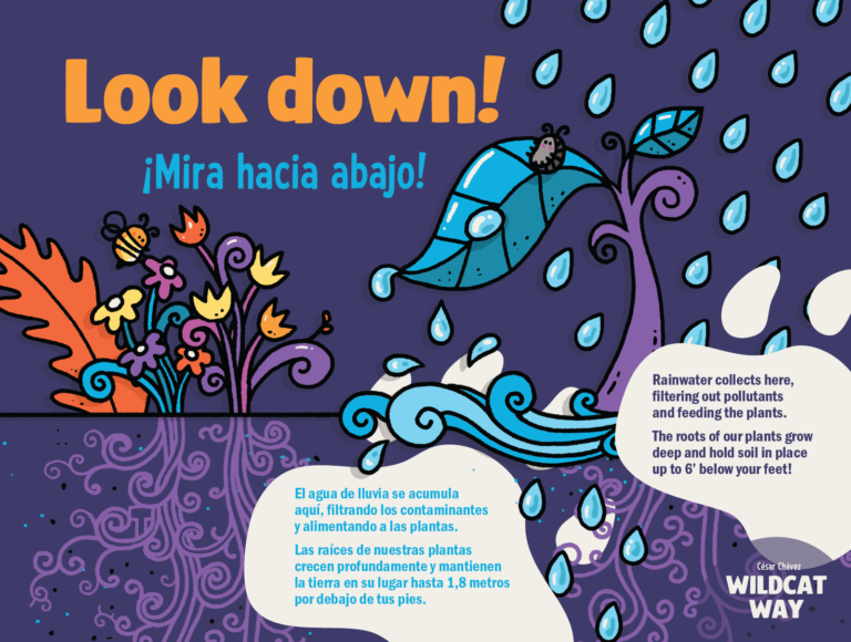 Look Down — interpretive sign panel at Wildcat Way